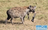 非洲二哥竟然是猥琐斑鬣狗 靠着秘术掏肛之术霸占非洲草原