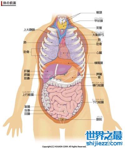人体各部位器官名称图片