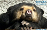 世界上体型最小的熊，马来熊(仅长110厘米/重27千克)