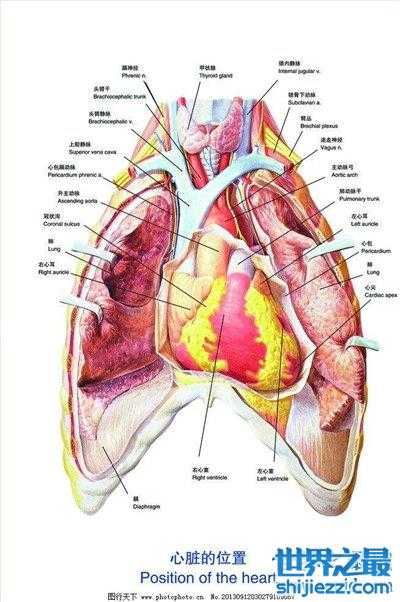 女性心脏和胃的位置图图片