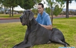 世界上最大的狗“大乔治”，站立高度可达2.2米（食量惊人） ...