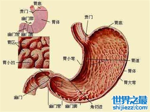 胃的位置