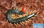 世界上最大的蜈蚣排行，中国红巨龙蜈蚣只排第二