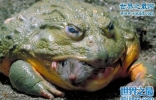 史前最大的青蛙，魔鬼蛙(生吃霸王龙)