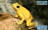 世界上最毒的生物，黄金箭毒蛙(3分钟秒杀10人)