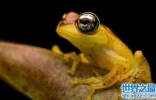 世界上毒性最强的黄金箭毒蛙，1g毒液可使15000人毙命