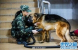 世界十大巨型犬有哪些，把它们带出去十米之内无人敢接近你 ...