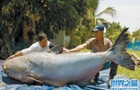 世界上最大的淡水鱼种，湄公河巨魾3米(吞人无压力）