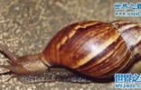 世界上破坏性最强的蜗牛，非洲大蜗牛(田园杀手)