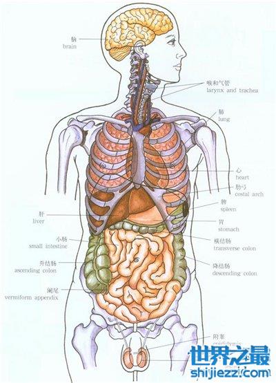 身体脏器结构图名称图图片