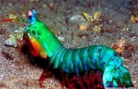 绿虾蛄堪称海底的螳螂，会打螳螂拳能切断人类手指