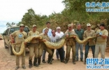 世界上最大的蛇绿水蟒，吉尼斯认证8.9米的吃人巨蟒