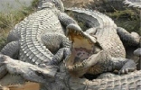 世界上最大的鳄鱼－湾鳄，被人工养殖的濒危动物