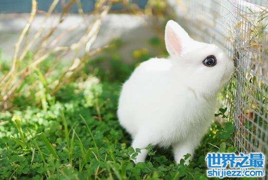 世界上最小的兔子荷兰侏儒兔长不大仅重12kg