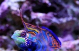 色彩鲜艳的十大水生动物，五彩青蛙最为艳丽