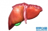 人体最大的器官是肝脏 最新发现的最大器官能分散癌症