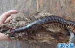 最大的蜈蚣长达半米，被发现时差点误认为是大老鼠
