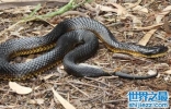 世界十大毒蛇排名，猎杀第一种蛇会负法律责任