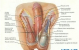 盘点成年男性生殖器的保养方法 让小弟弟分分钟硬起来 征服女人 ... ... ...