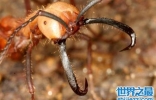世界上最可怕的蚂蚁，行军蚁对人的威胁巨大！