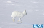 生活在北极的十种动物排行榜，简直是冰雪精灵