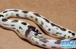 环箍蛇吃尾是为了逃生，它对栖息地要求较高