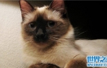 世界上十大最漂亮的猫品种，加菲猫实在是憨态可掬