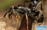 世界上最毒的蚂蚁排行榜，两分钟杀死一个成年人！