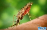世界上最毒的十大昆虫，夺人性命只需几秒钟