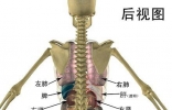 人体器官分布图 让你清晰看到人体五脏六腑！