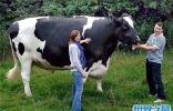 世界上最高的奶牛，比成年人高出几十厘米