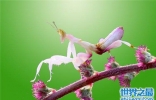 世界上最美的螳螂，兰花螳螂最会伪装的致命美丽！