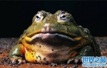 史上最大的蛙体型长达一米，身上带有毒性