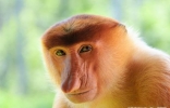 世界上鼻子最长的猴子，样貌曾被网友戏称像王健林
