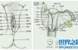 作为女人 你不得不了解的女性生殖器图