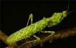 魔花螳螂外形艳丽捕食能力强大，雌性温顺不杀夫