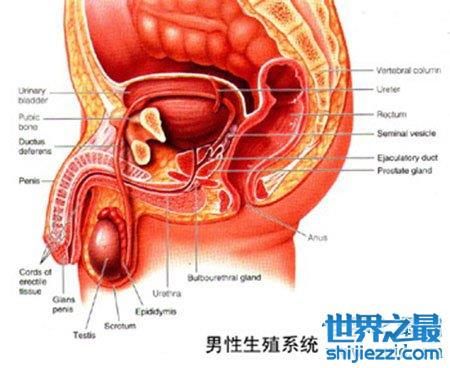 男性生理大讲堂之男生殖器 勃起是什么意思 