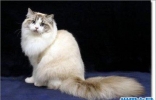 世界上最胖的猫，为什么橘猫特别容易长成胖子？