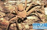 世界上最毒的十大蜘蛛，第一6微克毒液杀了一只小白鼠