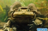 世界上最大的水蛙，喀喀湖蛙最大可以达到半米！