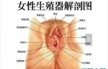 生殖器有什么部分组成 女性生殖器的秘密曝光