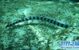 世界上最毒的蛇，居然是这海陆双煞？