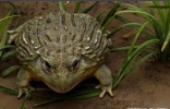世界上最大的蛙，体长可达一米多！