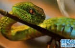 绿茸线蛇来源于小说，深海中是否真的存在呢？