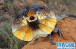 世界上最奇特的蜥蜴，脑袋像伞的伞蜥蜴你见过吗