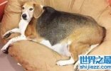 世界上最肥的狗狗，最后顺利减肥成功