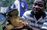 世界上最长的青蛙，可以长到一米长的喀麦隆巨蛙