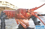 世界上最大的虾，长达1.4米的超大龙虾