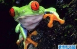 世界上最可怜的青蛙，打伞树蛙被摄影师摆拍折磨致死