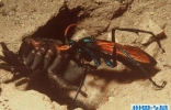 沙漠蛛蜂 世界第二痛昆虫